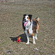 Charly a rejoint le concours — aidez-le/la à gagner de superbes lots ! animal, bright, canine, collar, daylight, dog, field, fur, grass, happy, nature, outdoor, pet, playful, shadow, standing, summer, tongue_out, toy, tricolor
