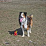 animal, bright, canine, collar, daylight, dog, field, fur, grass, happy, nature, outdoor, pet, playful, shadow, standing, summer, tongue_out, toy, tricolor