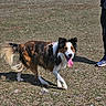 Charly participe au concours pour gagner de l'argent avec cette photo : active, animal, canine, daytime, dog, field, fur, grass, happy, nature, outdoor, pants, person_partial, pet, playing, shoe, sunlight, tongue_out, tricolor, walking