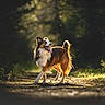 animal, backlit, canine, daylight, dog, ears_up, forest, fur, golden_hour, grass, happy, mammal, nature, outdoor, path, pet, sunlight, tongue_out, trees, walking