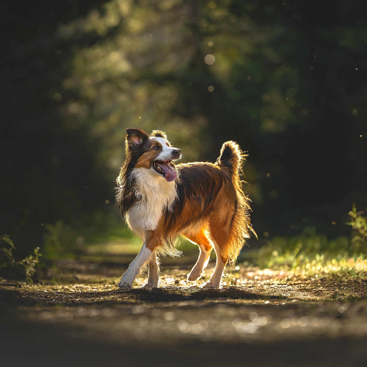 Charly a rejoint le concours — aidez-le/la à gagner de superbes lots ! dog, canine, outdoor, forest, path, sunlight, nature, animal, happy, tongue_out, fur, walking, pet, backlit, golden_hour, grass, trees, daylight, mammal, ears_up