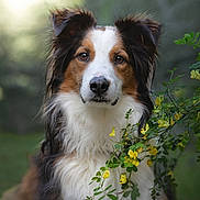 Charly a rejoint le concours — aidez-le/la à gagner de superbes lots ! dog, animal, pet, outdoor, nature, flower, yellow_flower, fur, portrait, close_up, grass, greenery, canine, adorable, cute, brown, white, black, ears, face