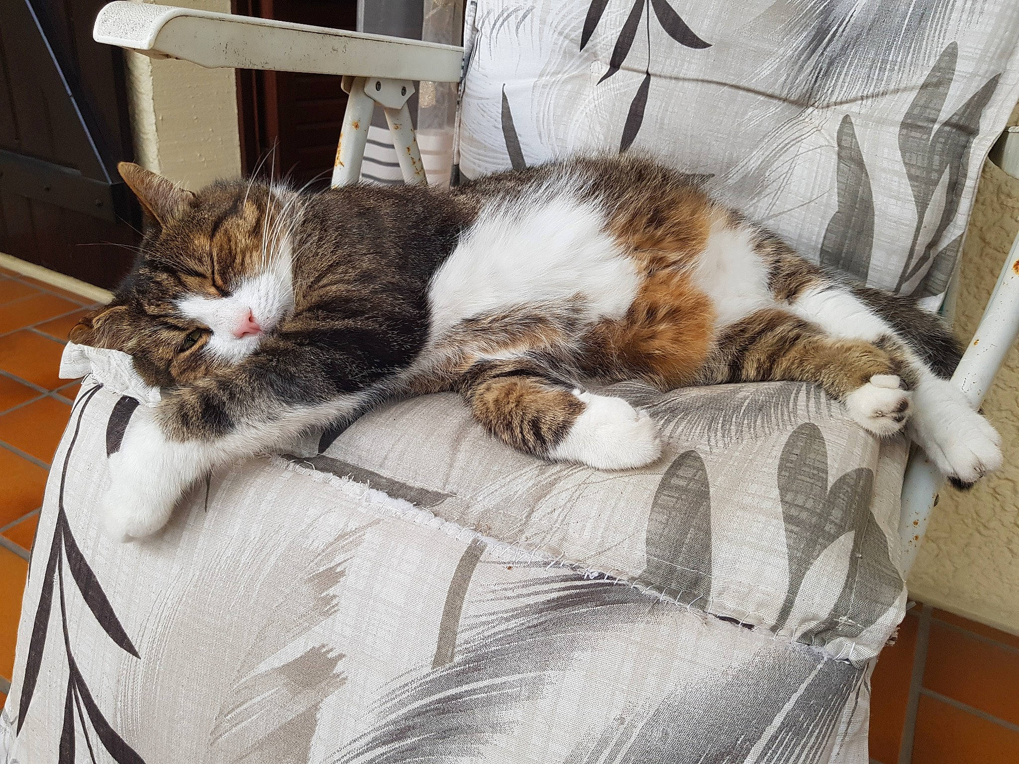 Orphé a rejoint le concours — aidez-le/la à gagner de superbes lots ! aegean_cat, american_shorthair, bed, carnivore, cat, domestic_short_haired_cat, dragon_li, european_shorthair, felidae, fur, furniture, kitten, leg, nap, paw, polydactyl_cat, sleep, small_to_medium_sized_cats, tabby_cat, whiskers