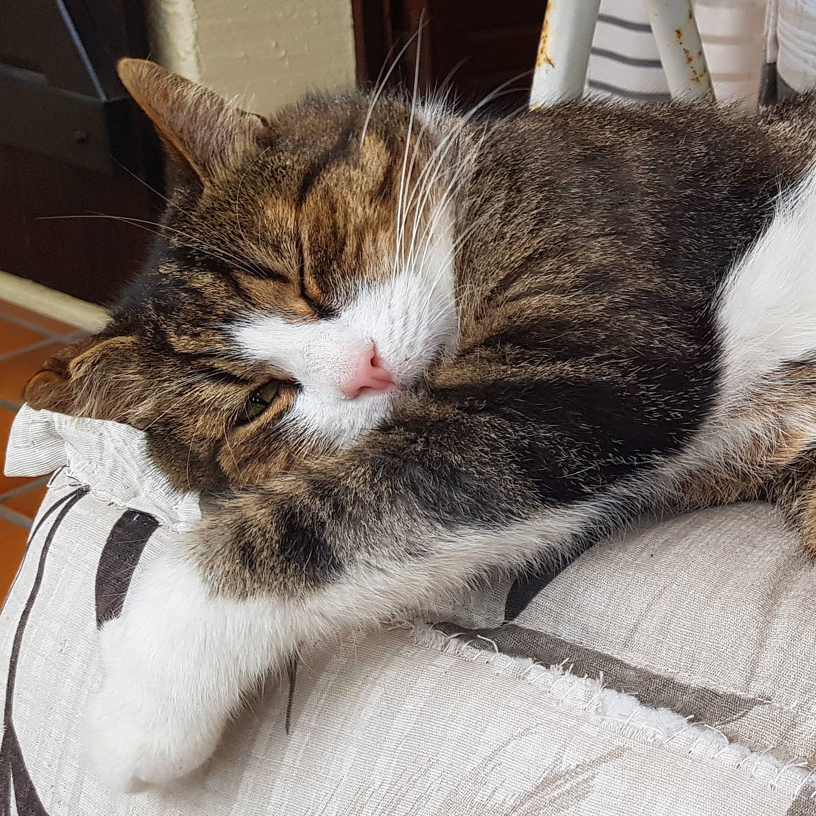 Orphé participe au concours pour gagner de l'argent avec cette photo : aegean_cat, american_wirehair, asian, carnivore, cat, domestic_short_haired_cat, ear, european_shorthair, eye, felidae, fur, kitten, leg, nap, sleep, small_to_medium_sized_cats, snout, tabby_cat, whiskers