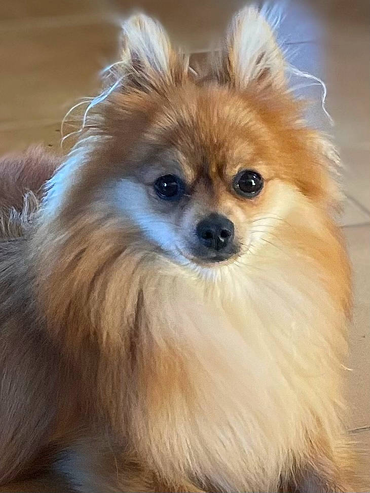 Rosy participe au concours pour gagner de l'argent avec cette photo : canidae, carnivore, close_up, companion_dog, dog, dog_breed, ear, eye, fawn, fur, german_spitz, german_spitz_klein, head, iris, liver, snout, spitz, sporting_group, toy_dog, whiskers