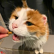 Mimine participe au concours pour gagner de l'argent avec cette photo : animal, cat, close_up, curious, cute, domestic, eyes, feline, food, fur, hand, indoor, looking_up, mouth_open, nose, orange_and_white, pet, standing, treat, whiskers
