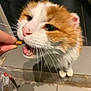 cat, orange_cat, white_cat, pet, treat, hand, whiskers, close_up, indoor, floor, tile, feeding, animal, cute, fur, mouth_open, curious, domestic_cat, feline, person