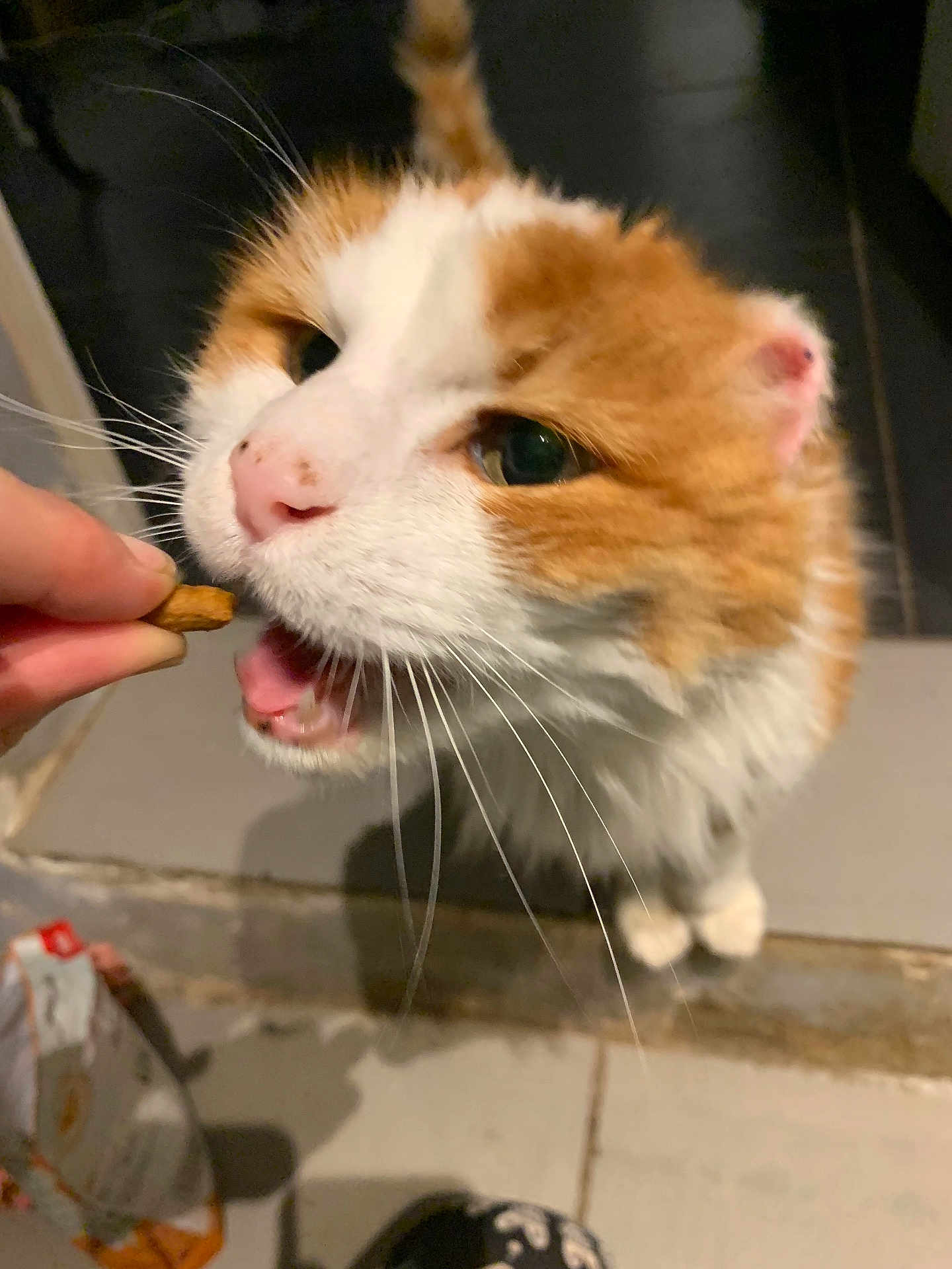 Mimine a rejoint le concours — aidez-le/la à gagner de superbes lots ! cat, orange_cat, white_cat, pet, treat, hand, whiskers, close_up, indoor, floor, tile, feeding, animal, cute, fur, mouth_open, curious, domestic_cat, feline, person