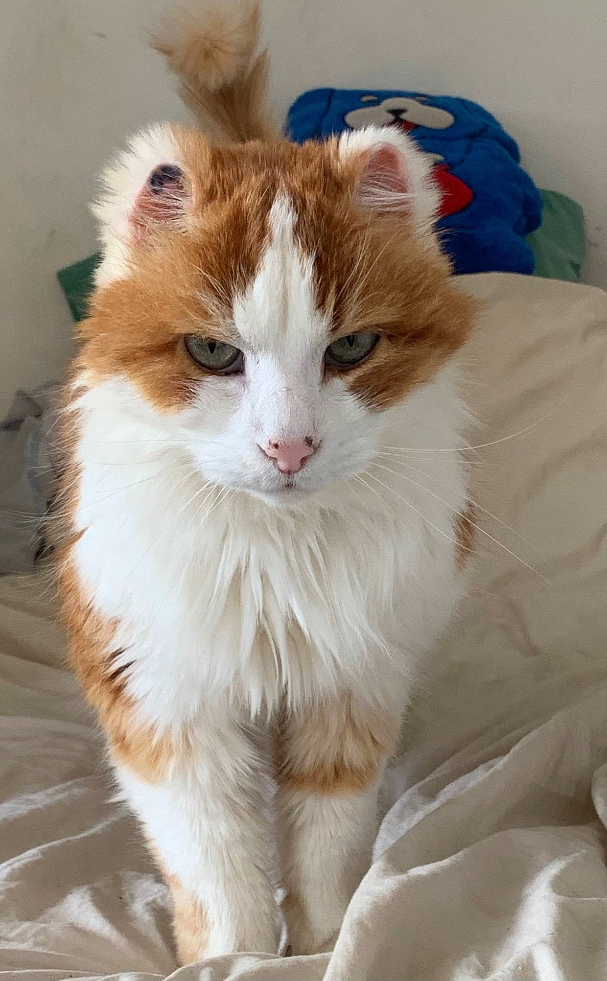 Mimine a rejoint le concours — aidez-le/la à gagner de superbes lots ! animal, bed, blanket, cat, closeup, cute, domestic, ears, fluffy, fur, indoor, orange, pet, plush, resting, staring, tail, toy, whiskers, white