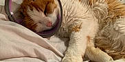 Mimine participe au concours pour gagner de l'argent avec cette photo : animal, bed, blanket, calm, cat, closeup, cone, cozy, cute, domestic, fluffy, fur, indoor, orange_and_white, paw, pet, protective_collar, relax, resting, sleeping