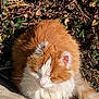 Mimine a rejoint le concours — aidez-le/la à gagner de superbes lots ! animal, cat, closeup, daylight, fluffy, fur, ginger, leaves, mammal, nature, outdoor, pet, plants, quiet, relaxed, resting, sleeping, stone, sunlight, white