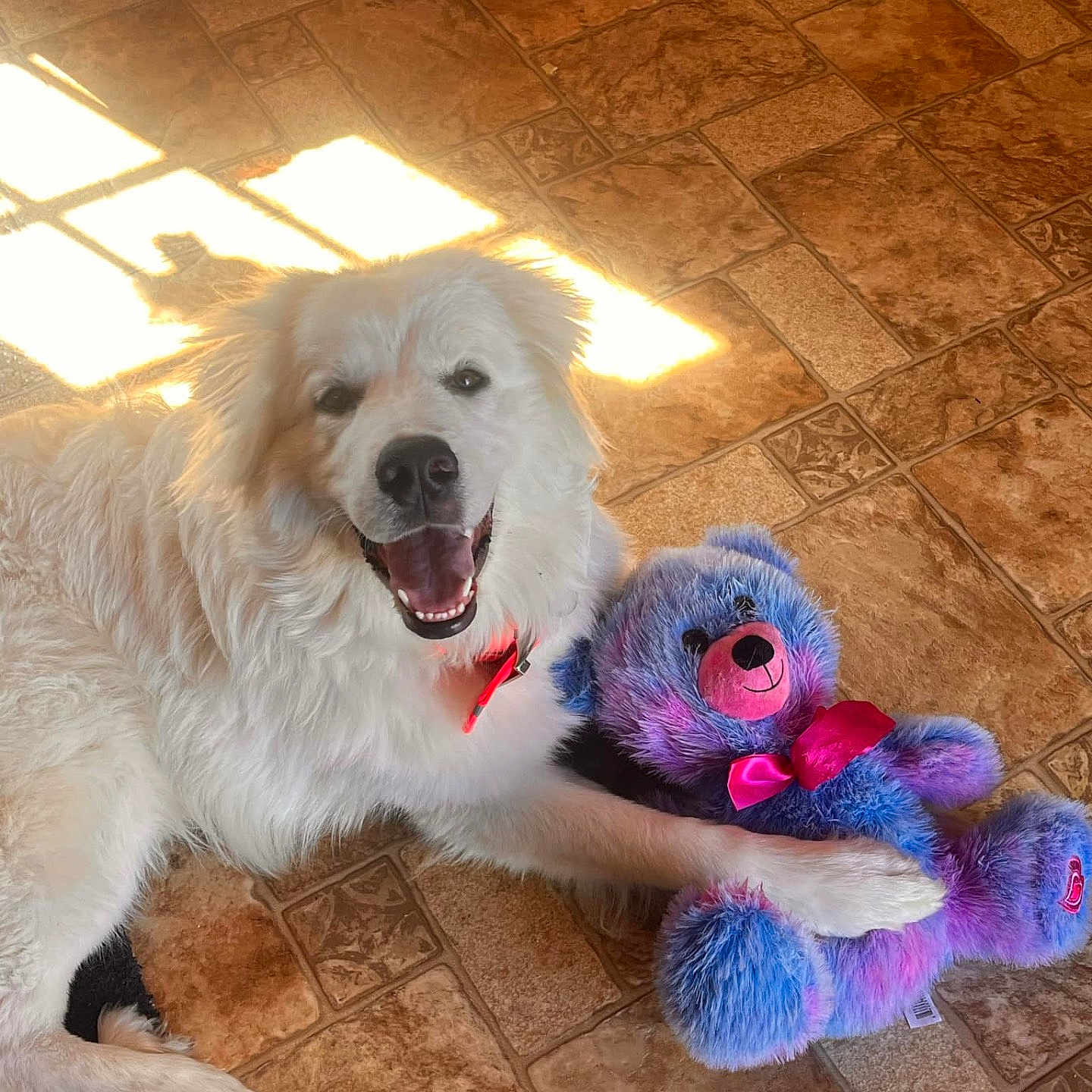 Lily joined the competition — help win amazing prizes! animal, ball, canine, clothing, costume, dog, eskimodog, football, goldenretriever, pet, plush, puppy, soccer, soccerball, sport, teddybear, tennis, tennisball, toy, whitedog