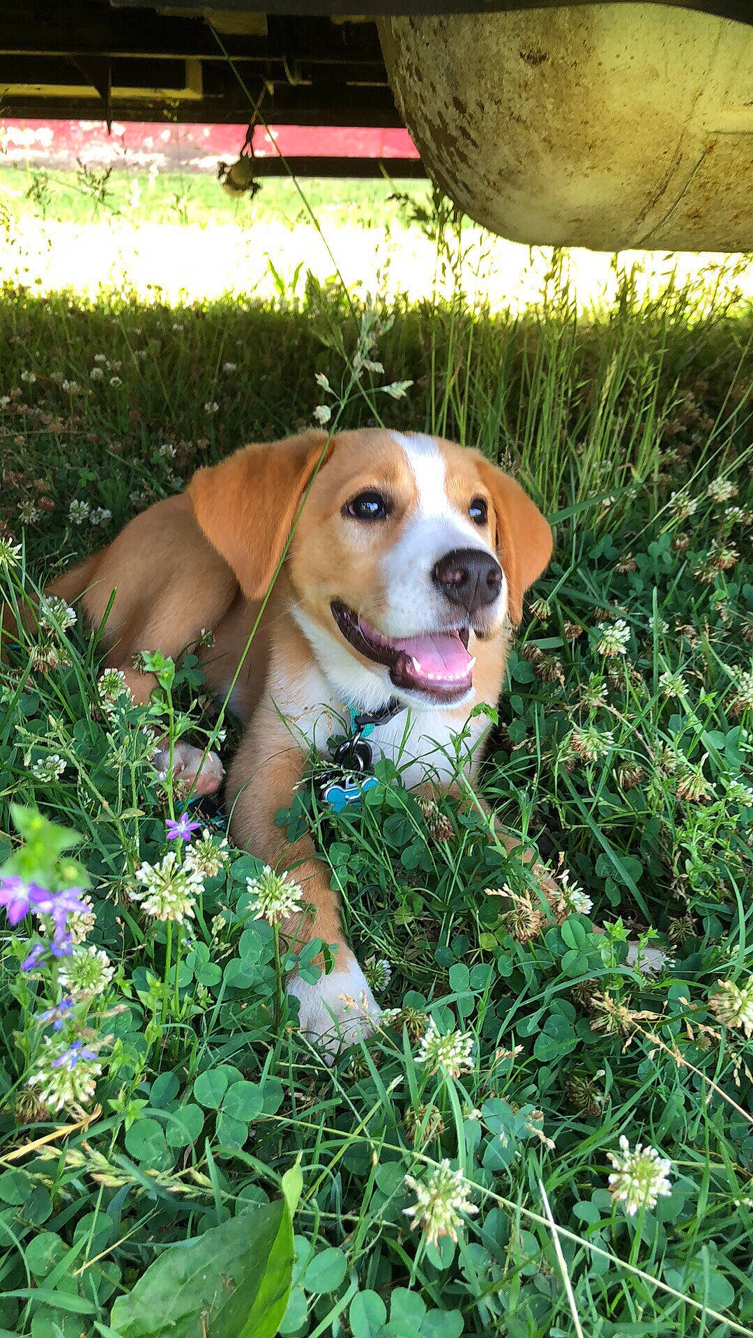Peanut is registered to the contest to win money with this photo: american_foxhound, beagle, beagle_harrier, canidae, carnivore, companion_dog, dog, dog_breed, fawn, finnish_hound, harrier, hound, mammal, mountain_cur, portuguese_pointer, posavac_hound, rare_breed_dog, serbian_hound, treeing_walker_coonhound, vertebrate