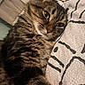 bedding, bedroom, cat, close_up, cozy, domestic_cat, fur, green_eyes, indoor, paw, pet, pillow, portrait, relaxed, resting, sleepy, soft_texture, striped_fur, tabby_cat, whiskers