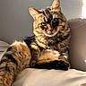 cat, closeup, couch, cute, feline, fur, green_eyes, home_interior, indoor, paw, pet, portrait, relaxed, shadow, sitting, sunlight, tabby_cat, texture, wall, whiskers