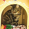 arched_window, blanket, cardboard, cardboard_house, cat, cozy, curious, fabric, fur, golden_eyes, holiday_pattern, indoor, pet, playful, portrait, sitting, soft_bed, tabby_cat, toy_doll, whiskers