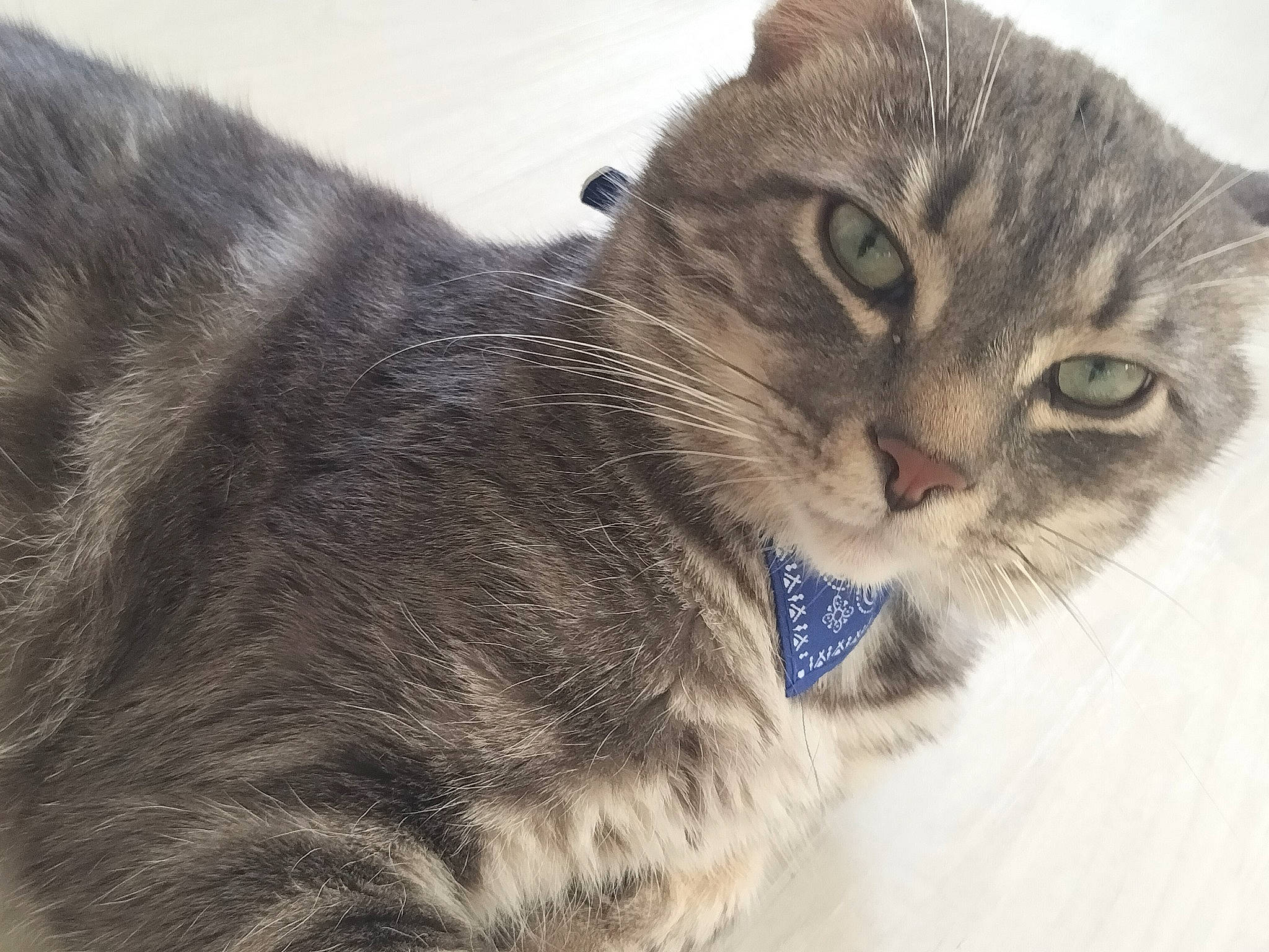 Arow a rejoint le concours — aidez-le/la à gagner de superbes lots ! carnivore, cat, claw, domestic_short_haired_cat, felidae, fur, paw, small_to_medium_sized_cats, snout, tail, terrestrial_animal, whiskers, window