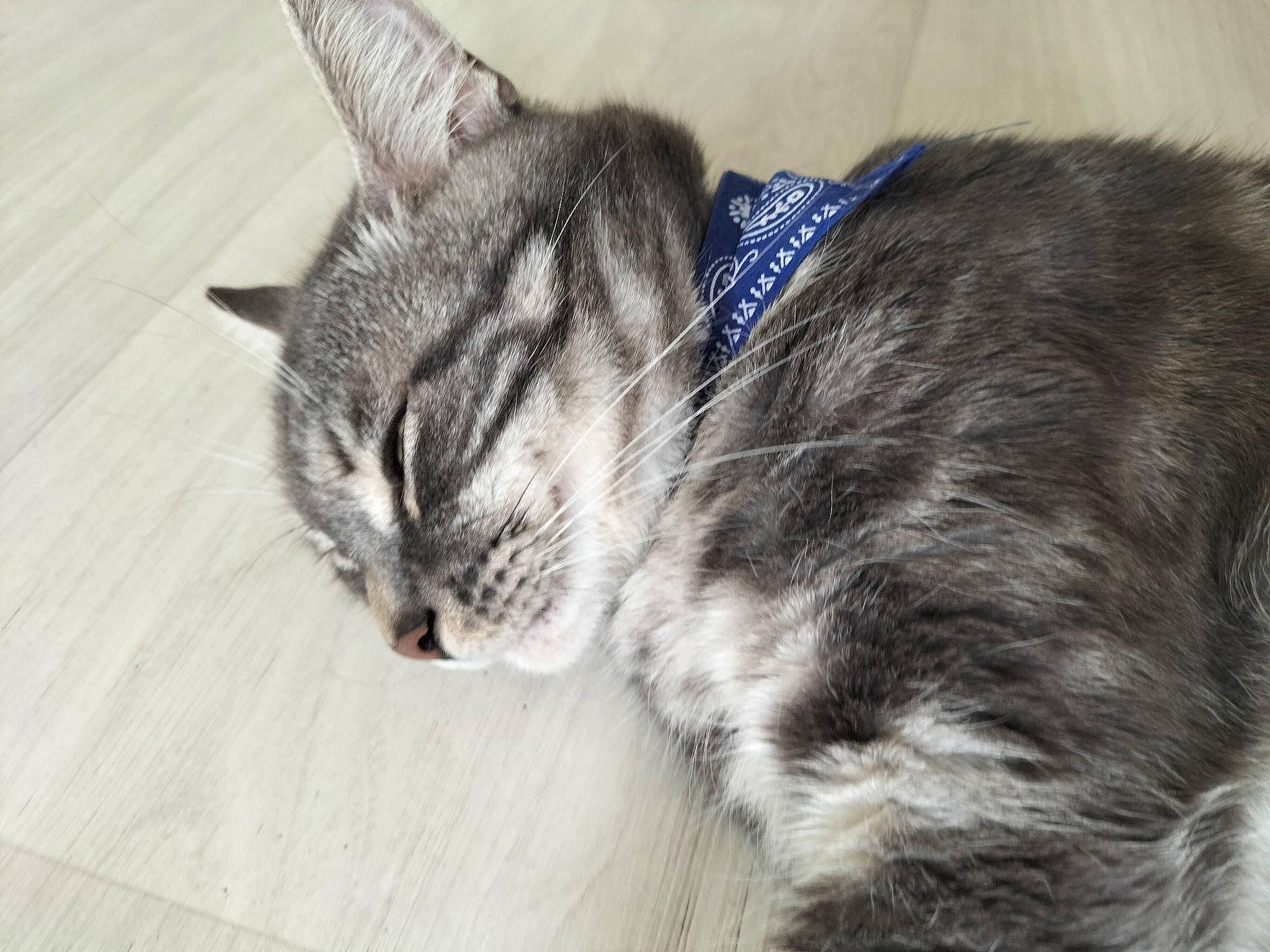 Arow participe au concours pour gagner de l'argent avec cette photo : carnivore, cat, claw, domestic_short_haired_cat, felidae, fur, grey, paw, small_to_medium_sized_cats, snout, tail, terrestrial_animal, whiskers