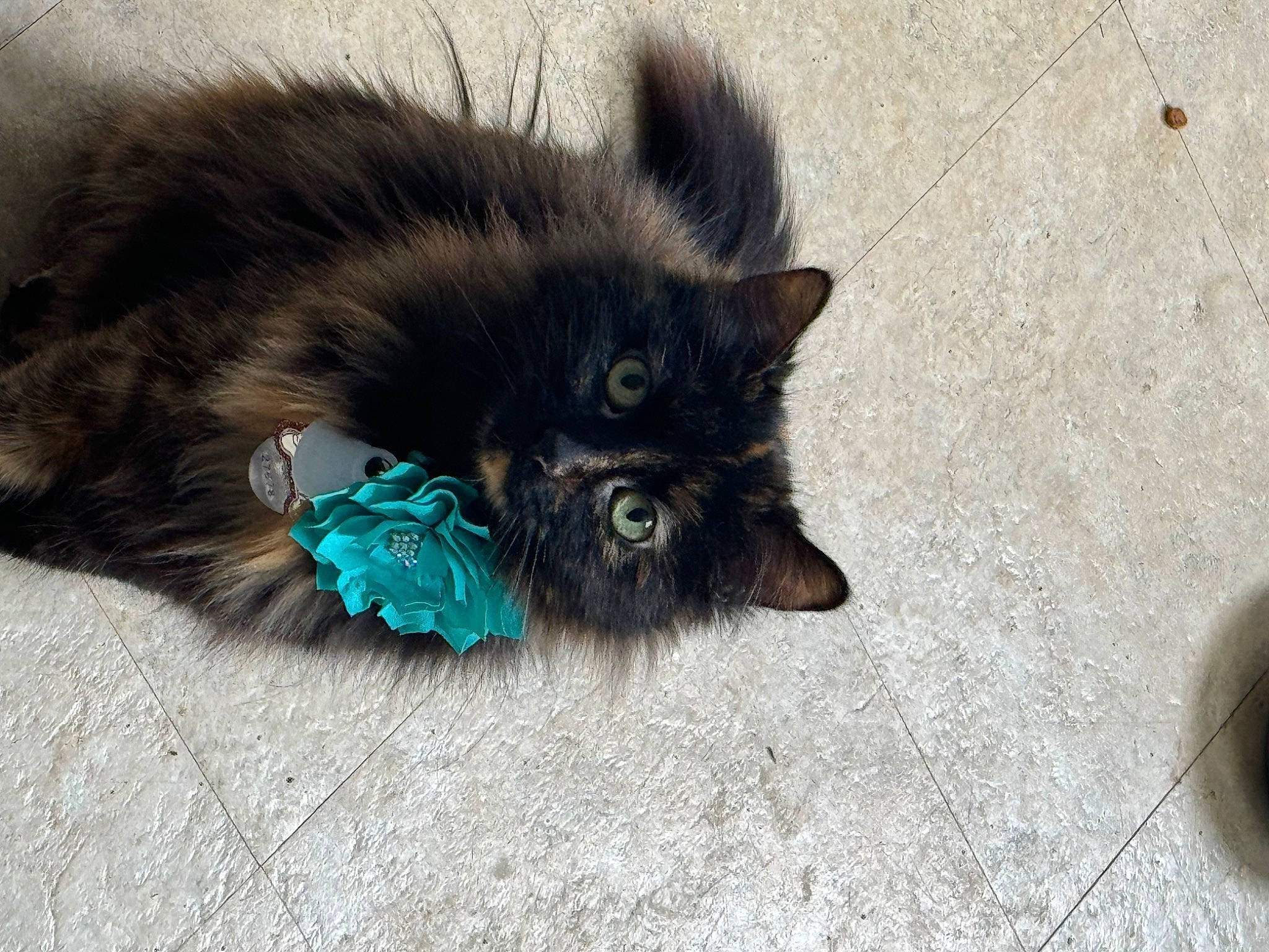 Athena is registered to the contest to win money with this photo: black_cat, canidae, carnivore, cat, cat_toy, claw, dog_breed, domestic_short_haired_cat, electric_blue, felidae, flooring, foot, fur, paw, small_to_medium_sized_cats, tail, terrestrial_animal, whiskers