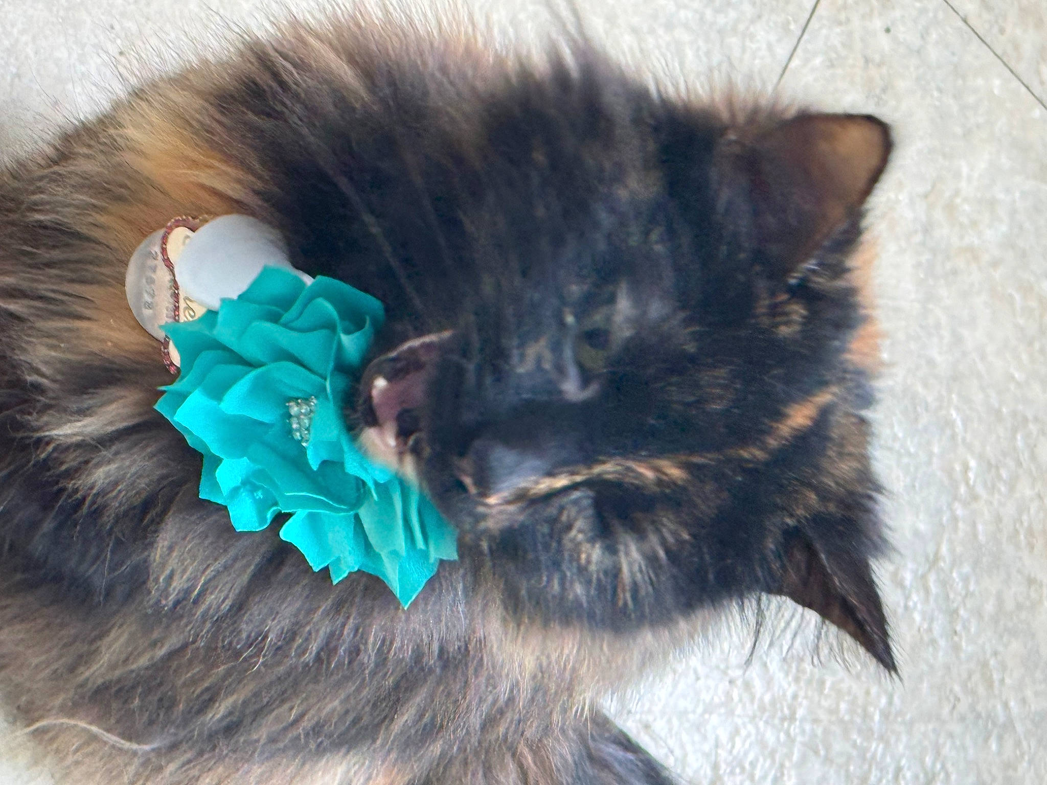 Athena is registered to the contest to win money with this photo: animal_product, carnivore, cat, claw, costume_accessory, ear, electric_blue, fashion_accessory, feather, felidae, fur, hair_accessory, jewellery, natural_material, paw, small_to_medium_sized_cats, tail, terrestrial_animal, whiskers, wool