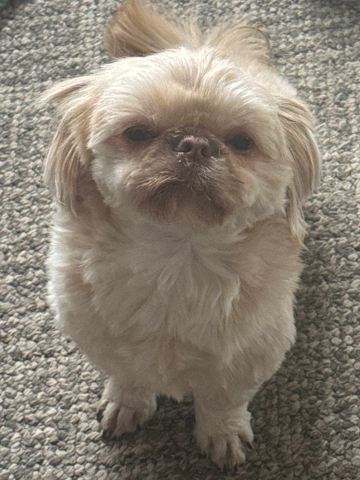 Sunny is registered to the contest to win money with this photo: dog, small_dog, fluffy, pet, carpet, indoor, cute, animal, fur, face, paw, standing, looking, expression, domestic, companion, mammal, closeup, adorable, cute_pet