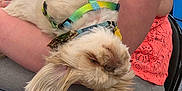 Sunny joined the competition — help win amazing prizes! dog, upside_down, fluffy, harness, person, lap, sitting, coral_top, denim_shorts, chair, indoor, casual, relaxed, pet, companion, cute, fur, animal, human, comfort