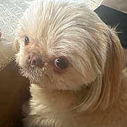 Sunny is registered to the contest to win money with this photo: dog, pet, close_up, fluffy, light_fur, animal, indoor, cute, small_dog, face, fur, looking_up, domestic_animal, companion, mammal, portrait, whiskers, nose, ears, curious