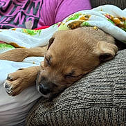 Bailey is registered to the contest to win money with this photo: puppy, dog, sleeping, blanket, couch, paw, nose, fur, closeup, cozy, cushion, textile, indoor, pet, nap, adorable, whiskers, collar, person_partial, portrait