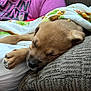 puppy, dog, sleeping, blanket, couch, paw, nose, fur, closeup, cozy, cushion, textile, indoor, pet, nap, adorable, whiskers, collar, person_partial, portrait