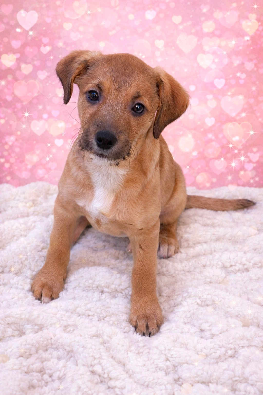 Bailey joined the competition — help win amazing prizes! puppy, dog, pet, portrait, pink_background, heart_bokeh, fluffy_rug, cozy, adorable, brown_fur, white_marking, floppy_ears, paws, close_up, studio_shot, sparkle, cute, sitting, young_dog, domestic_dog
