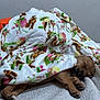Bailey is registered to the contest to win money with this photo: puppy, dog, blanket, sleeping, paw, paws, cozy, bed, bedding, textile, floral_pattern, indoor, pet, canine, asleep, soft, snuggle, blanket_burrito, resting, cute