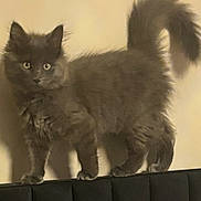 Kitty joined the competition — help win amazing prizes! cat, kitten, gray, fluffy, tail, couch, indoor, pet, animal, feline, curious, alert, young, fur, whiskers, ears, shadow, standing, domestic, cute