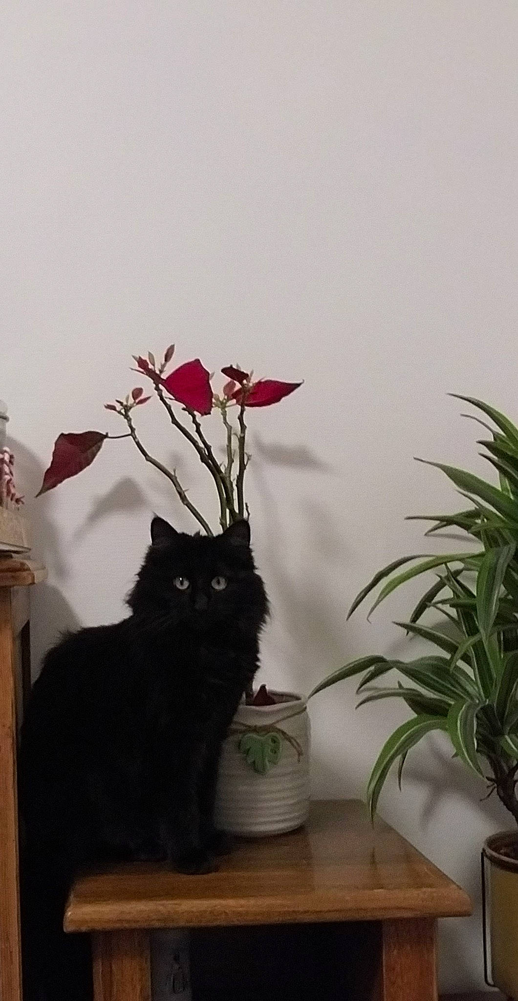 T?kila participe au concours pour gagner de l'argent avec cette photo : carnivore, cat, domestic_short_haired_cat, felidae, flooring, flower, flowering_plant, flowerpot, grass, hardwood, herbaceous_plant, houseplant, petal, plant, small_to_medium_sized_cats, terrestrial_plant, twig, whiskers, window, wood