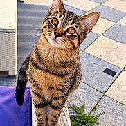Muezza participe au concours pour gagner de l'argent avec cette photo : cat, tabby, kitten, animal, pet, feline, striped_fur, golden_eyes, whiskers, pointed_ears, curious, alert, sitting, standing, portrait, outdoor, patio, chair, cushion, tiled_floor