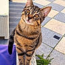 cat, tabby, kitten, animal, pet, feline, striped_fur, golden_eyes, whiskers, pointed_ears, curious, alert, sitting, standing, portrait, outdoor, patio, chair, cushion, tiled_floor