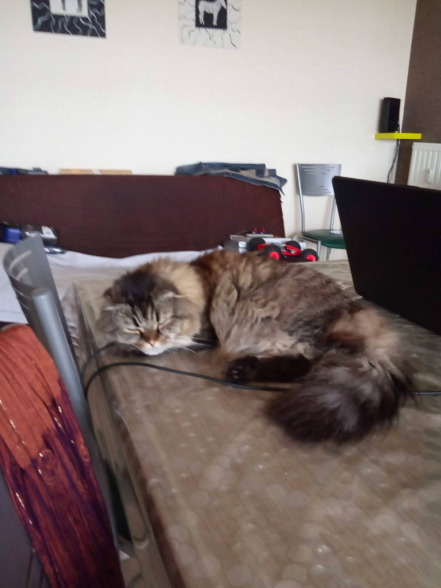 Neko a rejoint le concours — aidez-le/la à gagner de superbes lots ! carnivore, cat, comfort, companion_dog, couch, dog_breed, domestic_short_haired_cat, felidae, floor, flooring, fur, grey, hardwood, nap, picture_frame, room, small_to_medium_sized_cats, tail, whiskers, wood