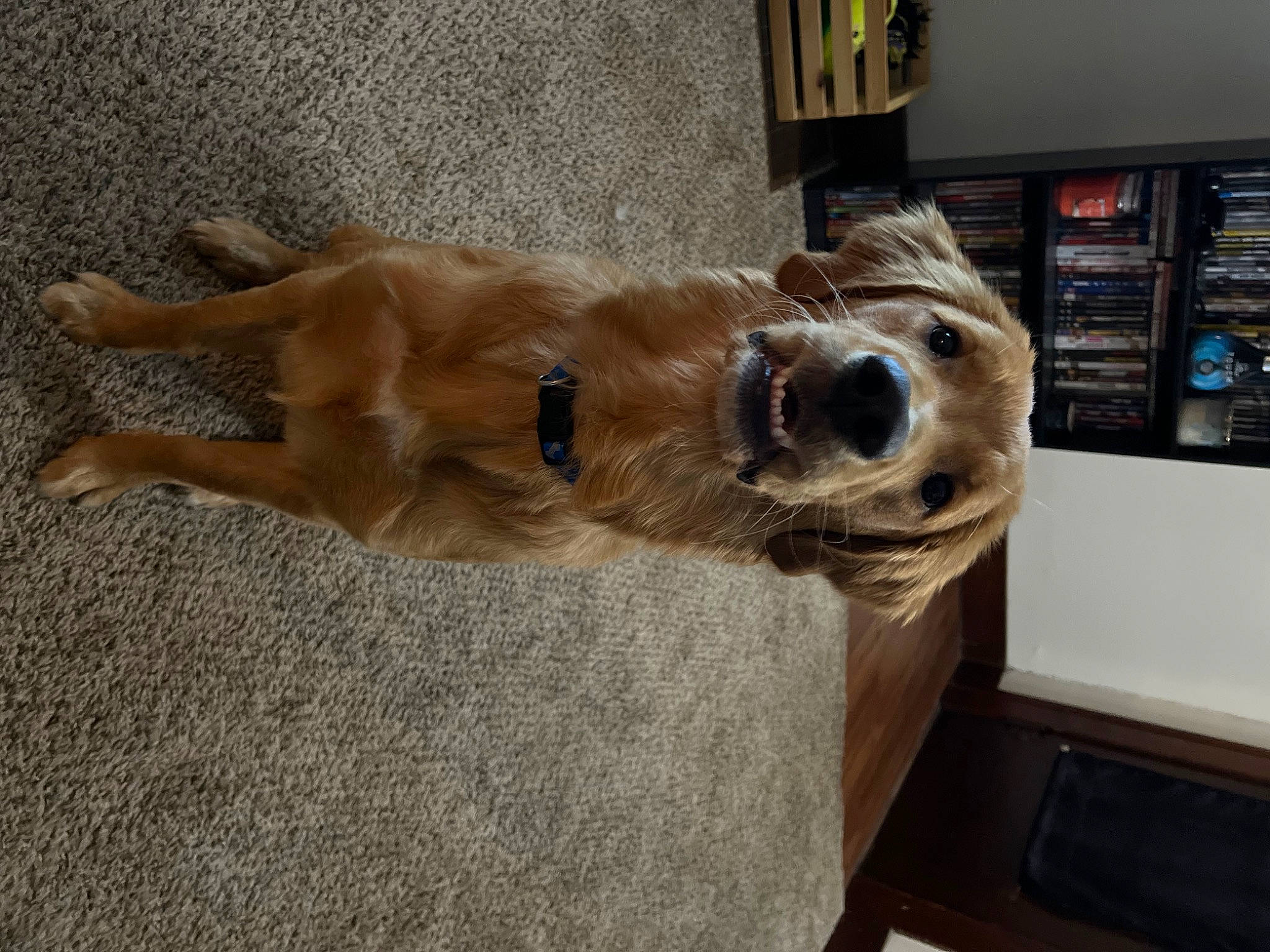 Percy is registered to the contest to win money with this photo: canidae, carnivore, clock, collar, companion_dog, dog, dog_breed, fawn, flooring, fur, paw, shelf, snout, sporting_group, tail, whiskers, wood, working_animal