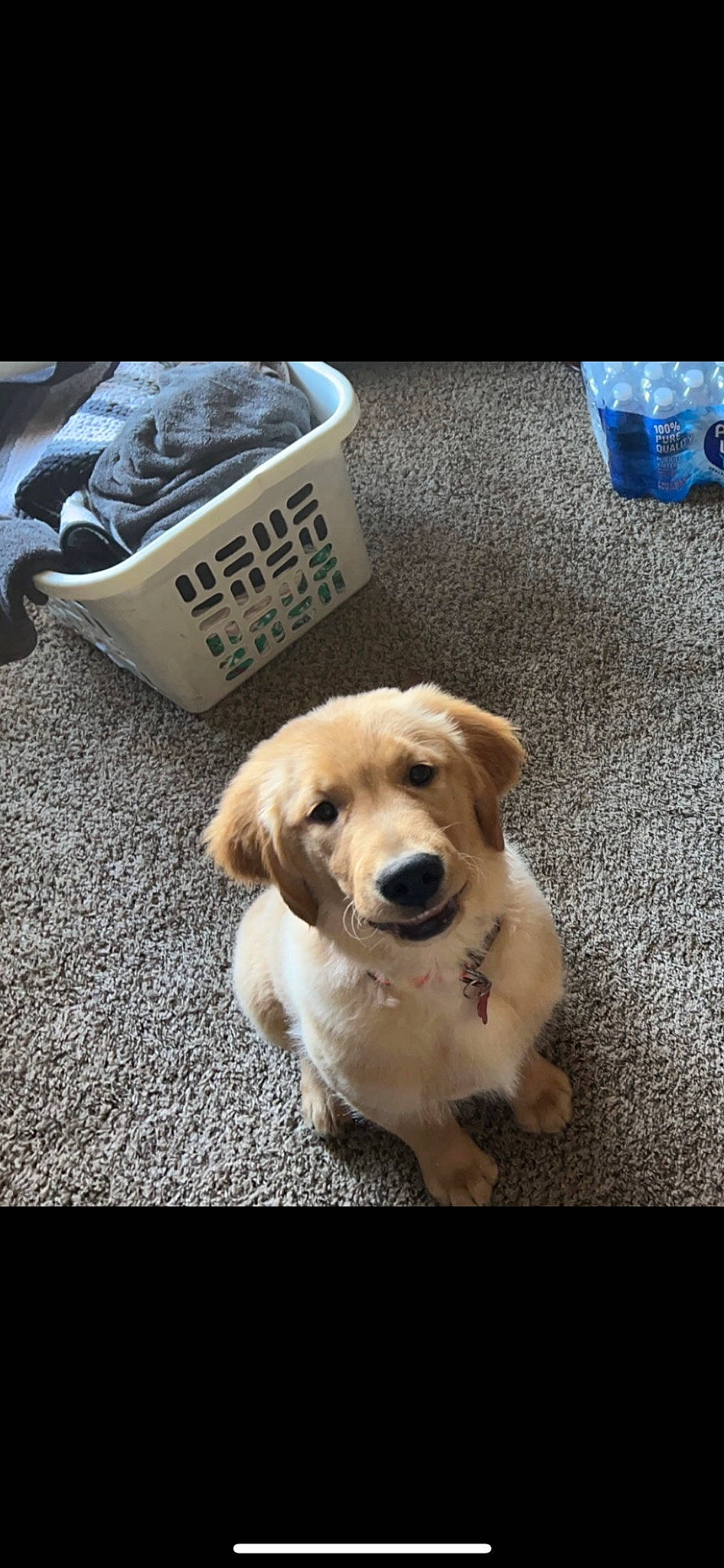 Rocky is registered to the contest to win money with this photo: canidae, carnivore, coffee_cup, collar, companion_dog, cup, dog, dog_breed, drinkware, eyewear, fawn, flooring, fur, paw, serveware, snout, sporting_group, tableware, whiskers