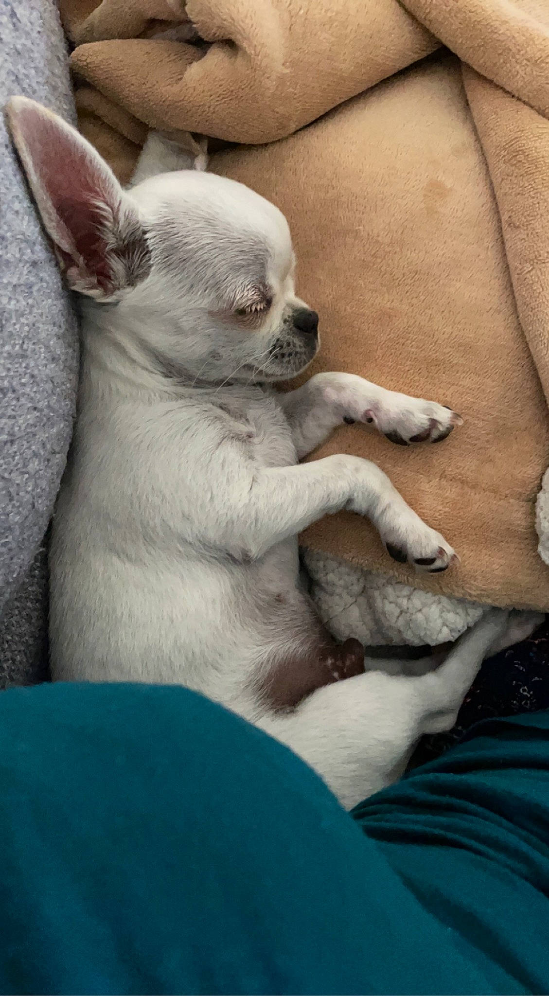 Thanos participe au concours pour gagner de l'argent avec cette photo : bored, canidae, carnivore, comfort, companion_dog, dog, dog_breed, ear, fawn, fur, non_sporting_group, snout, terrestrial_animal, toy_dog, whiskers, working_animal