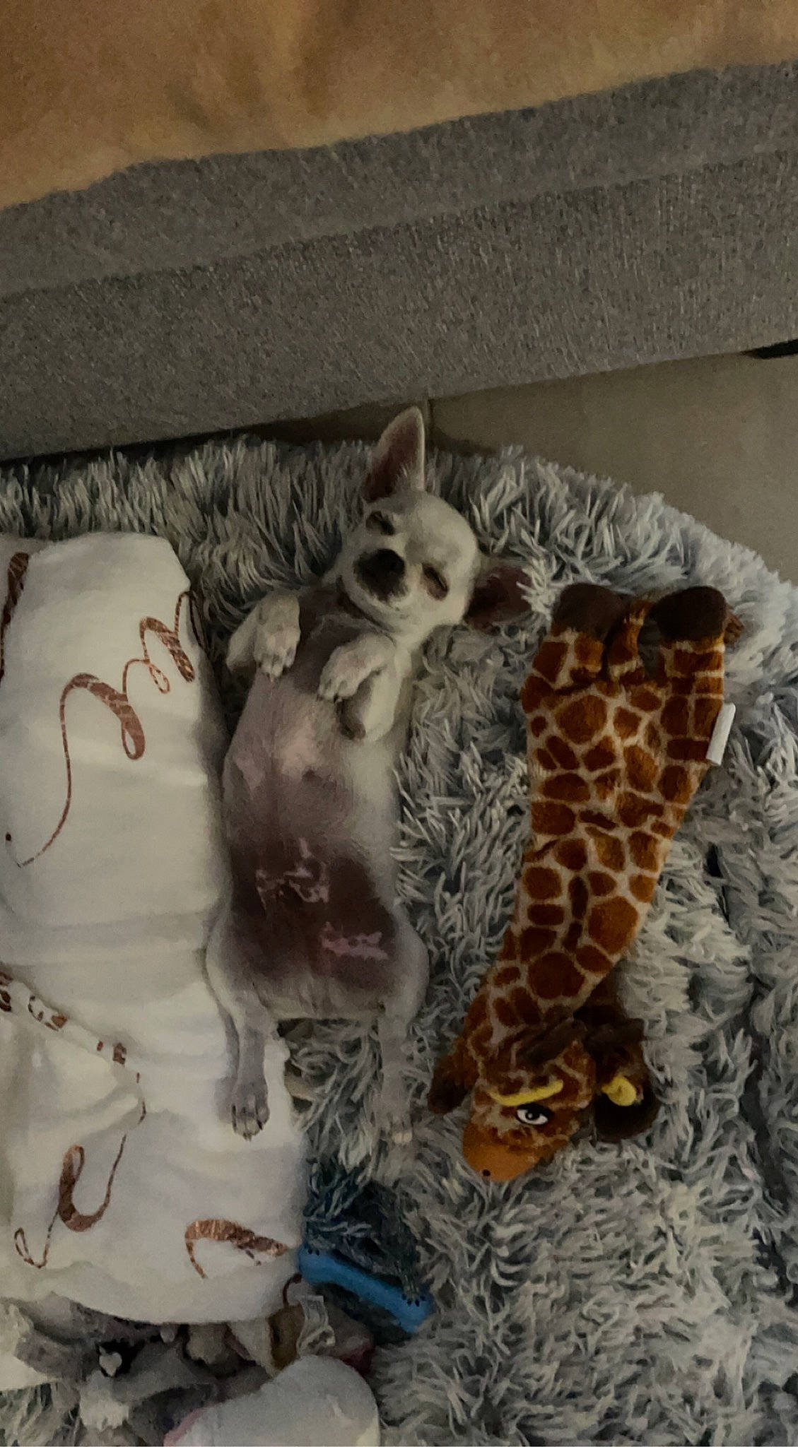 Thanos participe au concours pour gagner de l'argent avec cette photo : beak, bird, bird_of_prey, fawn, felidae, fur, giraffidae, great_horned_owl, grey, owl, pattern, room, screech_owl, small_to_medium_sized_cats, tail, terrestrial_animal, vertebrate, whiskers, wildlife, wood