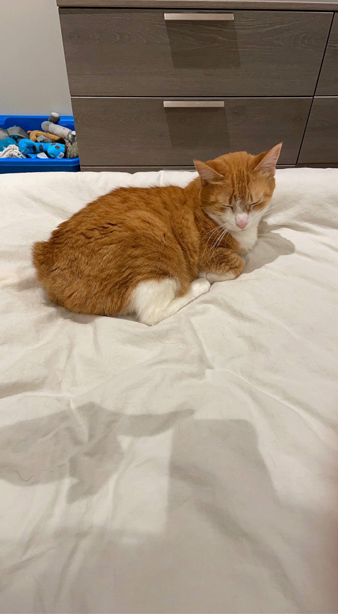 Rose participe au concours pour gagner de l'argent avec cette photo : bed, bedding, carnivore, cat, cat_supply, claw, comfort, domestic_short_haired_cat, fawn, felidae, fur, hardwood, linens, nap, room, small_to_medium_sized_cats, tail, terrestrial_animal, whiskers, wood