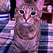 Harley Quinn is registered to the contest to win money with this photo: animal, bedspread, blanket, cat, closeup, cozy, curious, domestic, ears, eyes, feline, fur, home, indoor, looking, pet, portrait, striped, tabby, whiskers