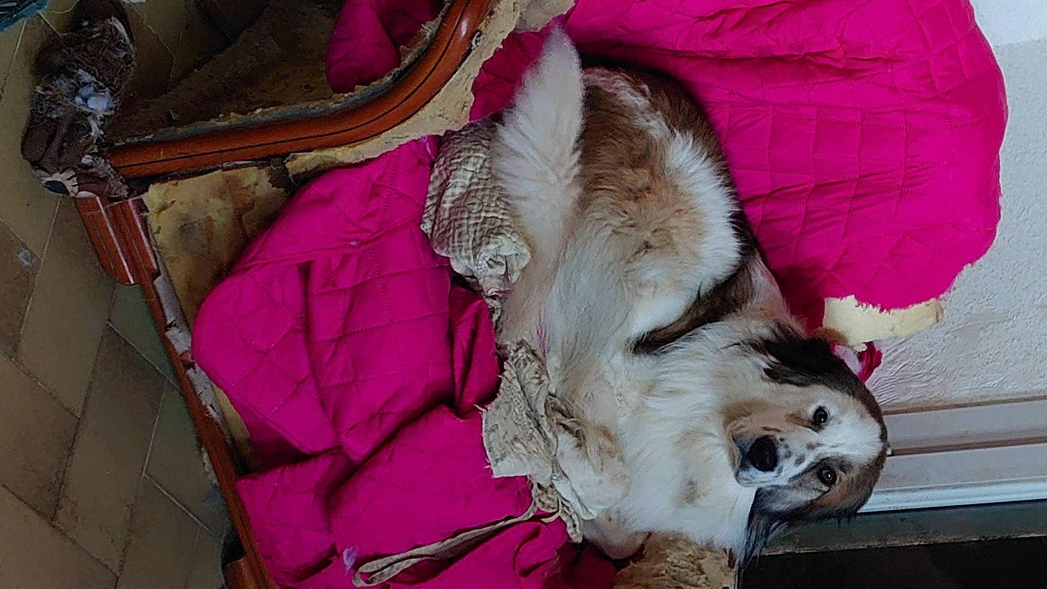 Shanelle participe au concours pour gagner de l'argent avec cette photo : canidae, carnivore, collar, companion_dog, dog, dog_breed, dog_supply, fawn, felidae, fur, linens, magenta, nap, paw, pet_supply, snout, sporting_group, tail, terrier, working_animal