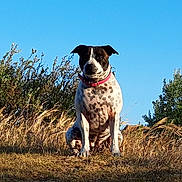 Olympe participe au concours pour gagner de l'argent avec cette photo : dog, spotted_dog, pink_collar, grass, dry_grass, bushes, nature, outdoor, animal, pet, canine, blue_sky, sunlight, sitting, alert, portrait, summer, field, wild_grass, daytime