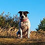 dog, spotted_dog, pink_collar, grass, dry_grass, bushes, nature, outdoor, animal, pet, canine, blue_sky, sunlight, sitting, alert, portrait, summer, field, wild_grass, daytime