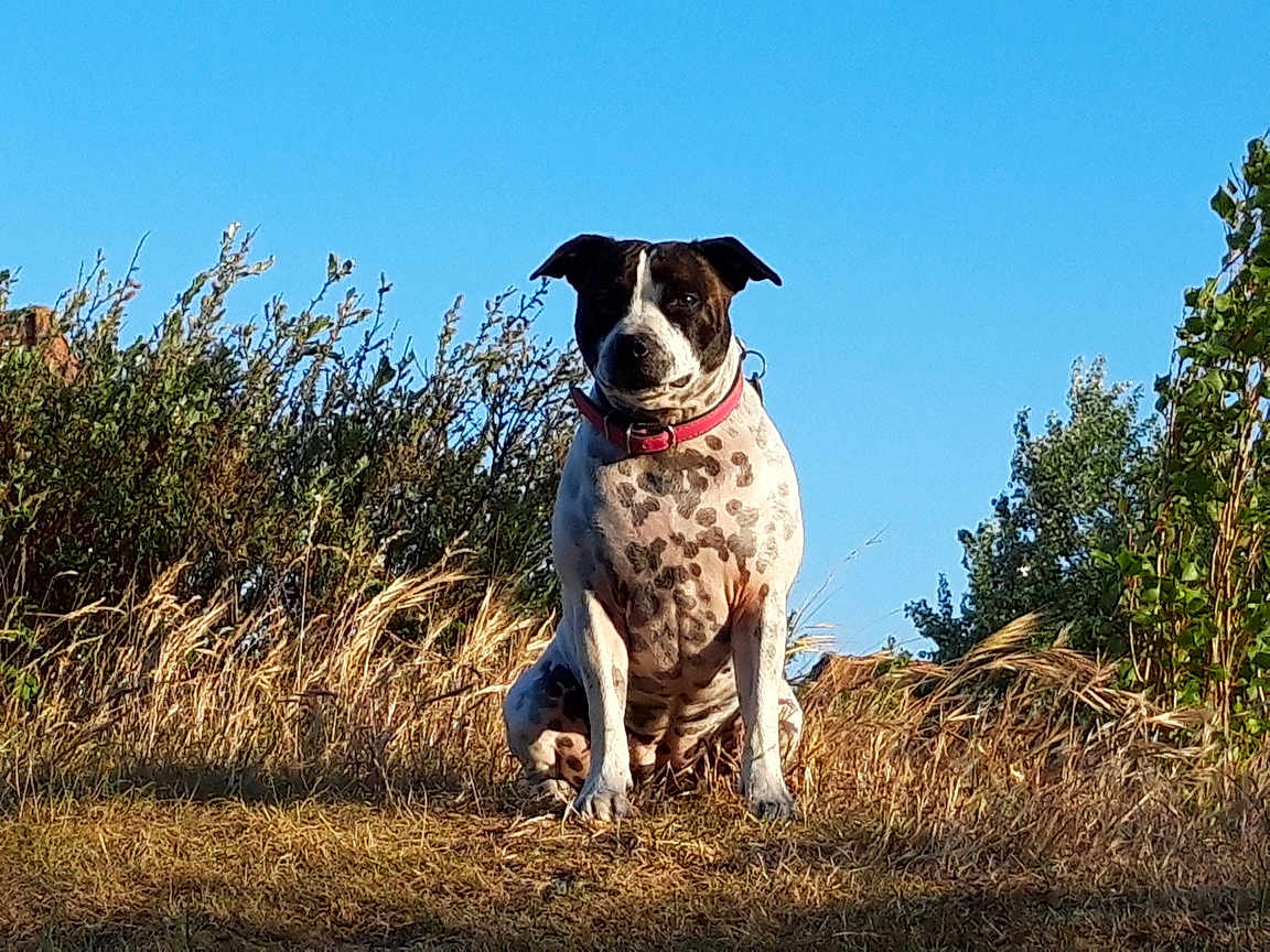 Olympe participe au concours pour gagner de l'argent avec cette photo : dog, spotted_dog, pink_collar, grass, dry_grass, bushes, nature, outdoor, animal, pet, canine, blue_sky, sunlight, sitting, alert, portrait, summer, field, wild_grass, daytime