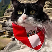 Kio is registered to the contest to win money with this photo: cat, black_and_white_cat, bandana, red_bandana, ancient_ruins, stone_structures, mountains, outdoor, sky, whiskers, close_up, pet, feline, portrait, fluffy, cute, animal, landscape, cartoon, musical_instrument