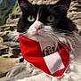 cat, black_and_white_cat, bandana, red_bandana, ancient_ruins, stone_structures, mountains, outdoor, sky, whiskers, close_up, pet, feline, portrait, fluffy, cute, animal, landscape, cartoon, musical_instrument