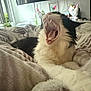 Kio is registered to the contest to win money with this photo: cat, yawning, black_and_white, fluffy, bed, blanket, cozy, indoor, plant, home_decor, television, frame, artwork, stretching, pet, feline, soft_texture, relaxed, mouth_open, tongue