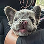 puppy, dog, french_bulldog, close_up, ear, pet, animal, car_interior, cute, face, snout, whiskers, person_arm, fur, young, domestic_animal, companion, indoor, expression, holding
